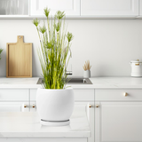 SOGA 2X 150cm Cyperus Papyrus Plant Tree Artificial Green Grass, Home Or Office Indoor Greenery Accent