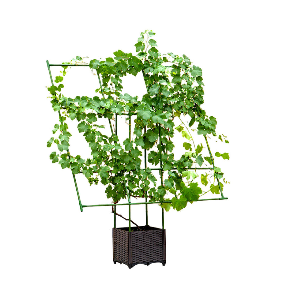 vegetable planting rack SOGA 160cm Rectangular Inclined Plant Frame Tube Pergola Trellis Veget – buyinaus