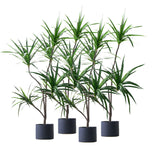SOGA 4X 180cm Green Artificial Indoor Brazlian Iron Tree Fake Plant Decorative 4 Heads