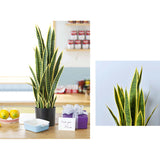 SOGA 4X 70cm Artificial Indoor Yellow Edge Tiger Piran Fake Decoration Tree Flower Pot Plant