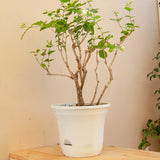 SOGA 19.5cm White Plastic Plant Pot Self Watering Planter Flower Bonsai Indoor Outdoor Garden Decor Set of 2