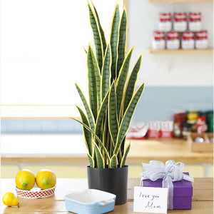 SOGA 2X 70cm Artificial Indoor Yellow Edge Tiger Piran Fake Decoration Tree Flower Pot Plant