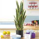 SOGA 2X 70cm Artificial Indoor Yellow Edge Tiger Piran Fake Decoration Tree Flower Pot Plant