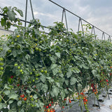 SOGA 150X90cm Plant Frame Tube Trellis Vegetable Flower Herbs Outdoor Vine Support Adjustable Garden Rack